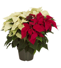 Load image into Gallery viewer, Large Poinsettia
