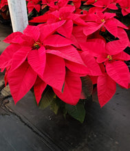Load image into Gallery viewer, Large Poinsettia
