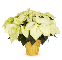 Load image into Gallery viewer, Large Poinsettia
