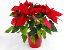 Load image into Gallery viewer, Classic Poinsettia

