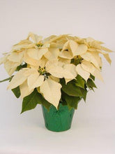 Load image into Gallery viewer, Classic Poinsettia
